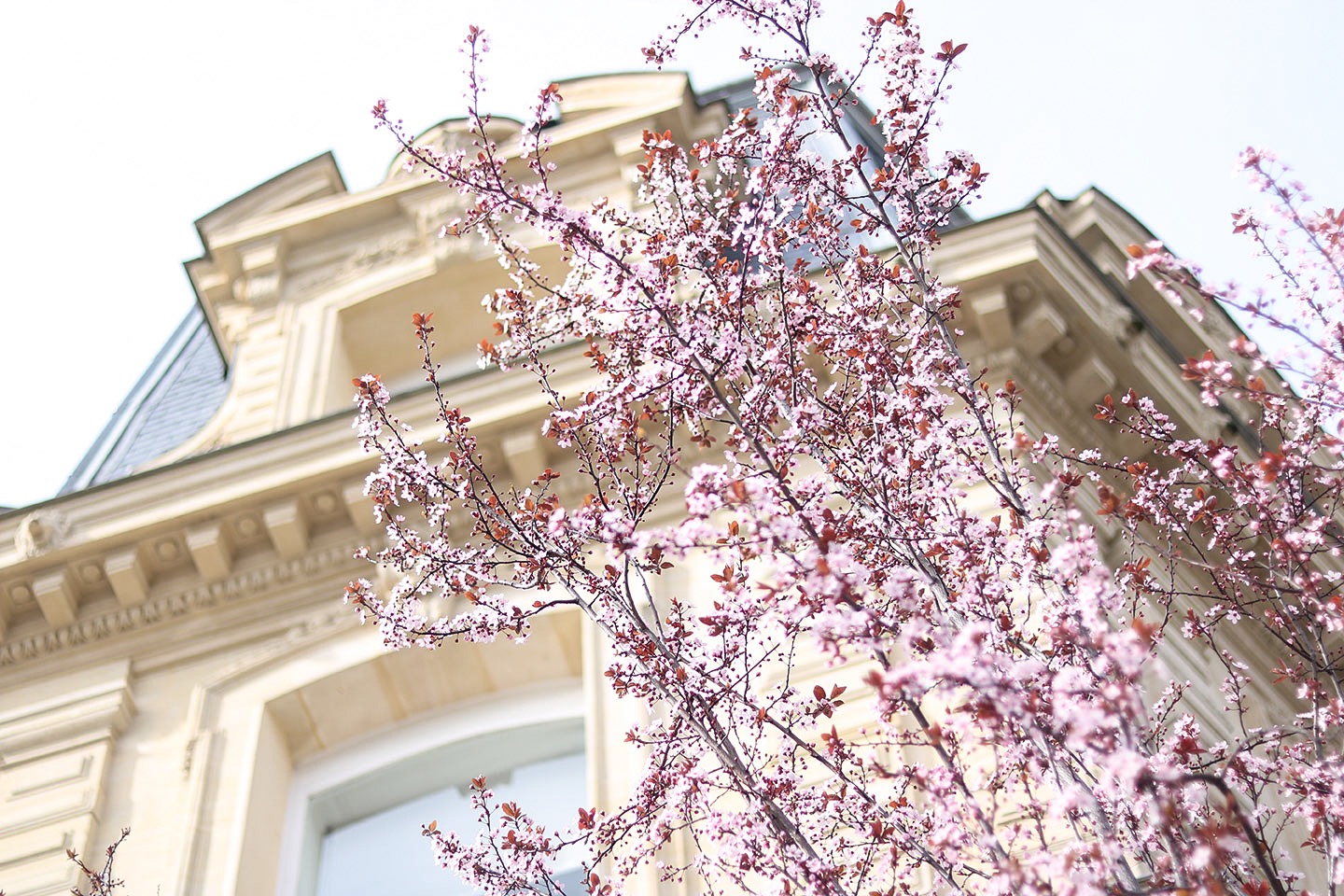 Où et quand admirer les arbres en fleurs à Paris au printemps ? Dès février et jusqu'à fin avril, partez à la découverte des arbres fleuris. - Cliquez pour découvrir l'article