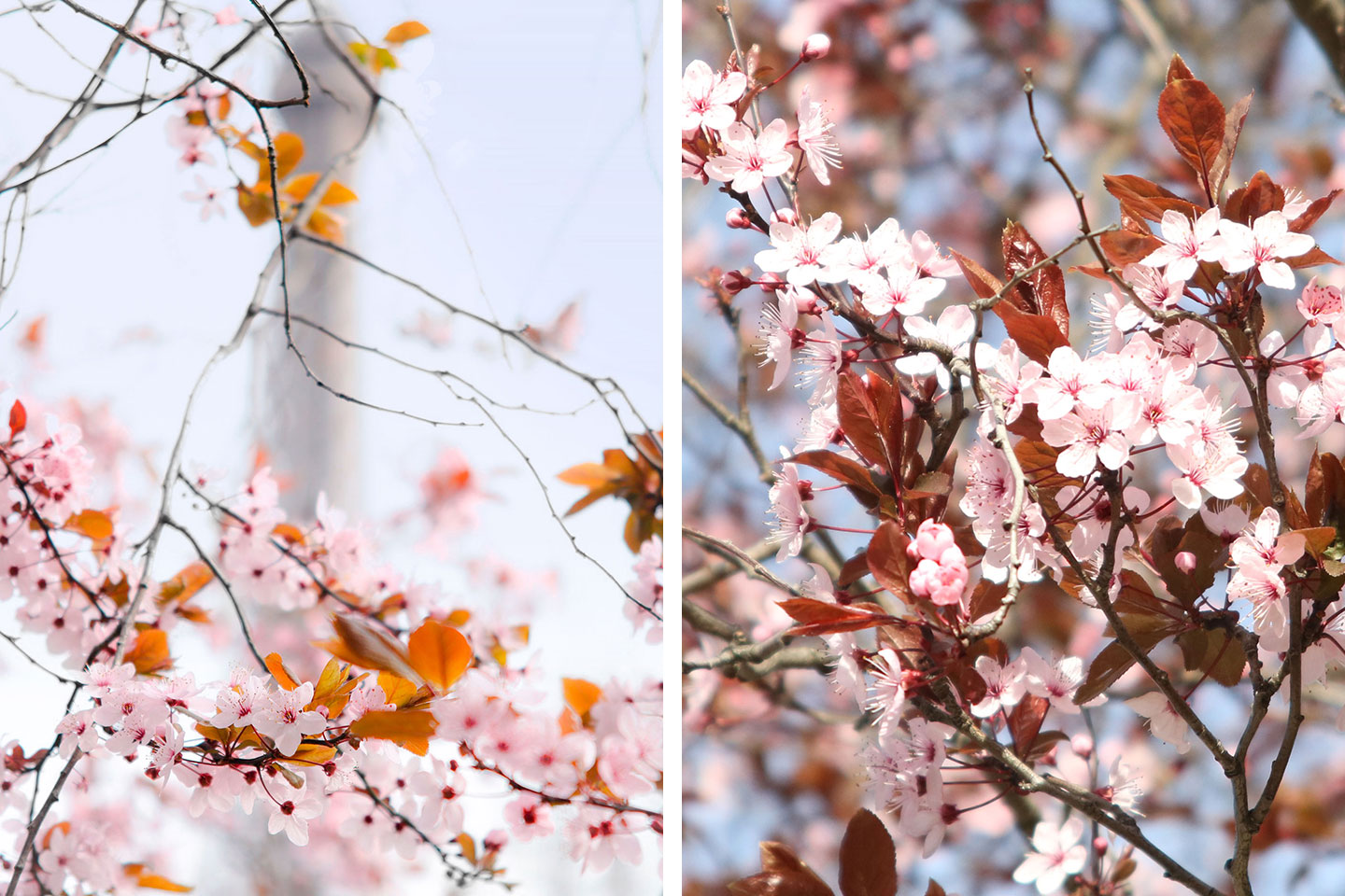 Où et quand admirer les arbres en fleurs à Paris au printemps ? Dès février et jusqu'à fin avril, partez à la découverte des arbres fleuris. - Cliquez pour découvrir l'article